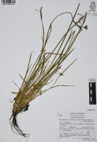 Sisyrinchium serrulatum image